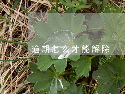 逾期怎么才能解除 逾期怎么才能解除