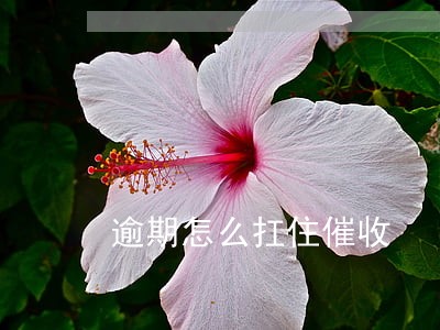 逾期怎么扛住催收 逾期怎么扛住催收