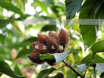逾期怎么抵押贷款