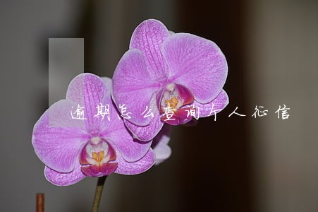 逾期怎么查询个人征信 逾期怎么查询个人征信