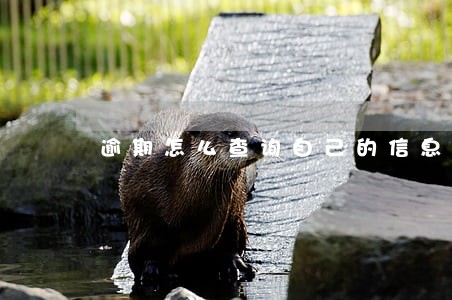 逾期怎么查询自己的信息