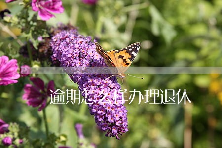 逾期怎么样办理退休 逾期怎么样办理退休