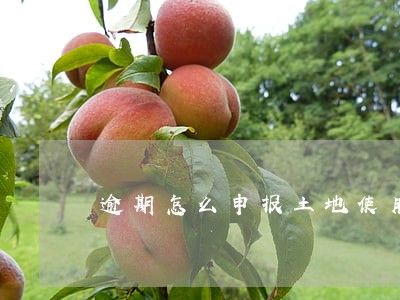 逾期怎么申报土地使用 逾期怎么申报土地使用