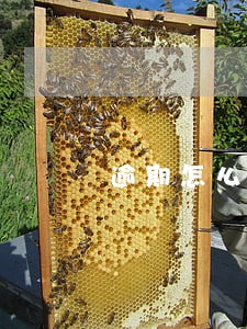逾期怎么申报房产税 逾期怎么申报房产税