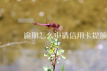 逾期怎么申请信用卡提额度吗 逾期怎么申请信用卡提额度吗