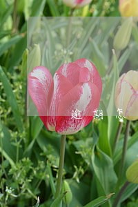 逾期怎么申请减免处罚 逾期怎么申请减免处罚