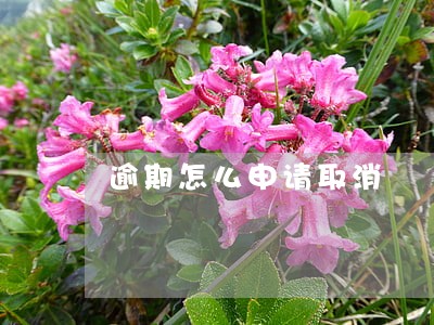 逾期怎么申请取消 逾期怎么申请取消