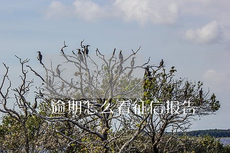 逾期怎么看征信报告 逾期怎么看征信报告