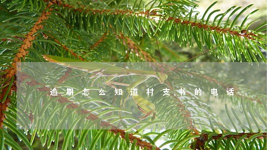 逾期怎么知道村支书的电话 逾期怎么知道村支书的电话