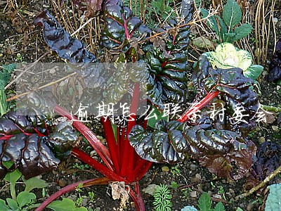 逾期怎么联系村委会 逾期怎么联系村委会