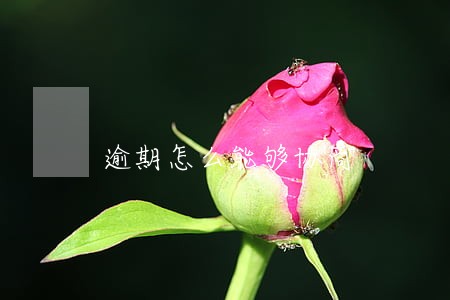 逾期怎么能够协商 逾期怎么能够协商