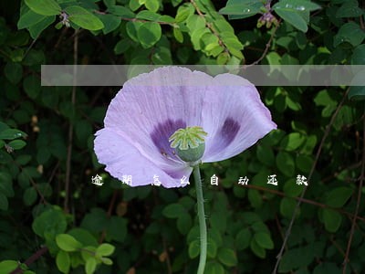 逾期怎么自动还款 逾期怎么自动还款
