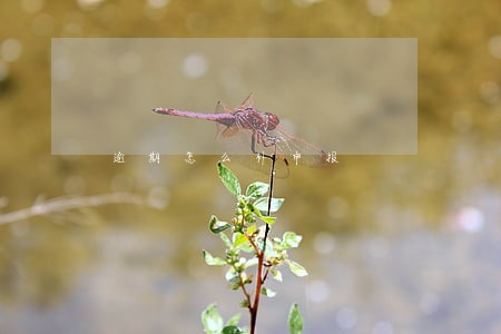 逾期怎么补申报 逾期怎么补申报