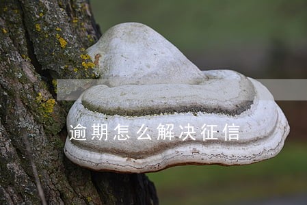 逾期怎么解决征信 逾期怎么解决征信