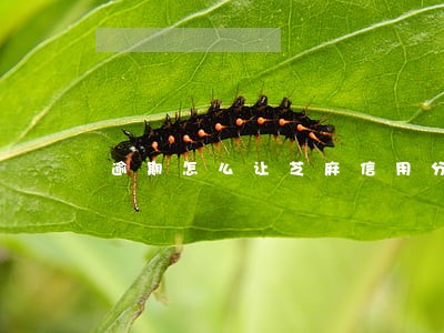 逾期怎么让芝麻信用分变高 逾期怎么让芝麻信用分变高