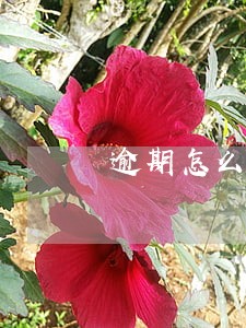 逾期怎么跟进客户 逾期怎么跟进客户