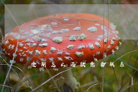逾期怎么还款需要联系 逾期怎么还款需要联系