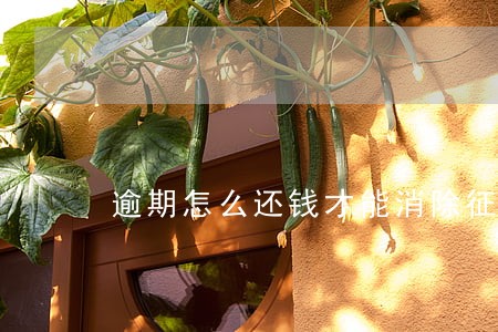 逾期怎么还钱才能消除征信 逾期怎么还钱才能消除征信