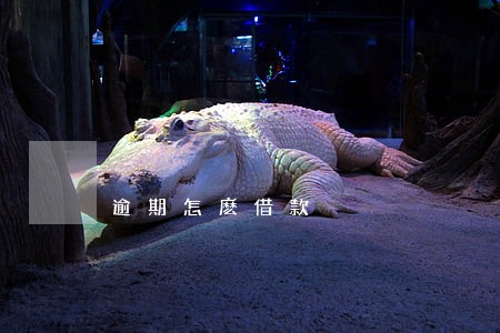 逾期怎麽借款 逾期怎麽借款