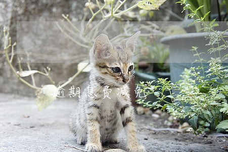 逾期息费减免 逾期息费减免