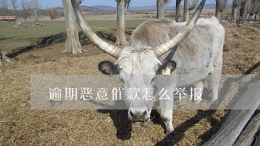 逾期恶意催款怎么举报 逾期恶意催款怎么举报