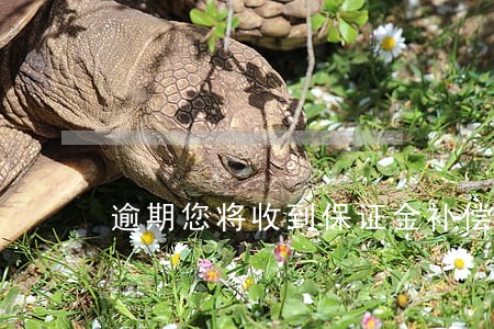 逾期您将收到保证金补偿 逾期您将收到保证金补偿