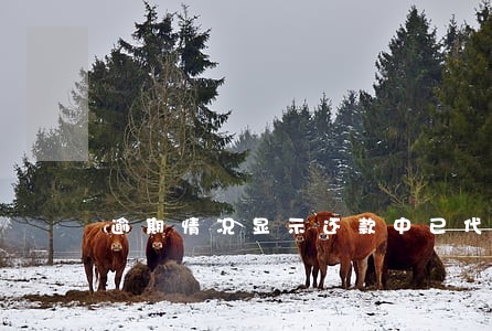 逾期情况显示还款中已代偿 逾期情况显示还款中已代偿