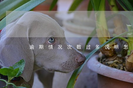 逾期情况次数过多说明怎么写