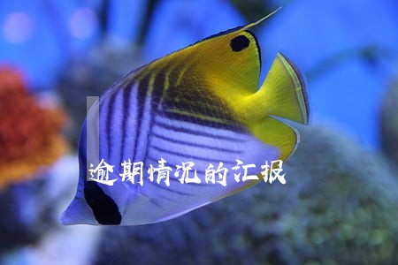 逾期情况的汇报 逾期情况的汇报