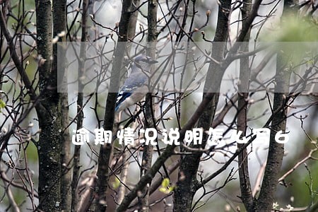 逾期情况说明怎么写6