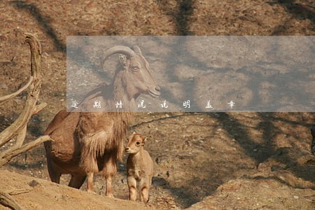 逾期情况说明盖章 逾期情况说明盖章