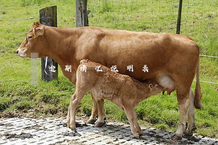 逾期情况说明表