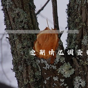 逾期情况调查报告 逾期情况调查报告