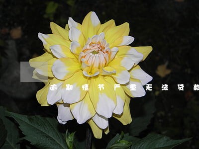 逾期情节严重无法贷款 逾期情节严重无法贷款