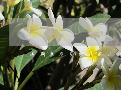 逾期惠农贷款清收工作汇报