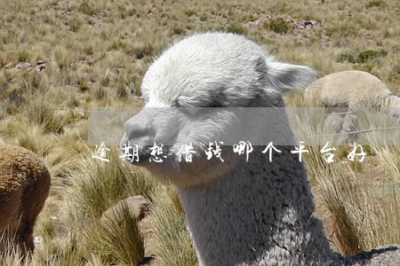 逾期想借钱哪个平台好