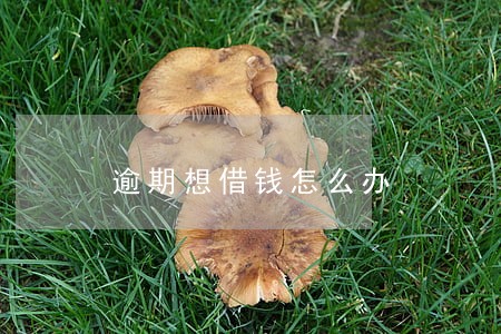 逾期想借钱怎么办