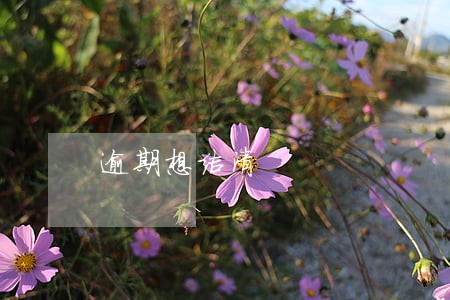 逾期想结清