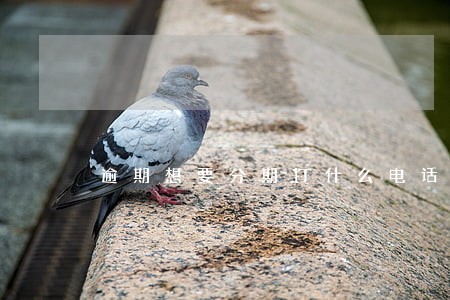 逾期想要分期打什么电话