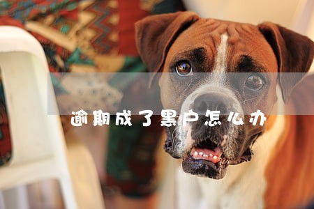 逾期成了黑户怎么办 逾期成了黑户怎么办
