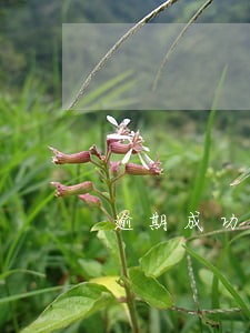 逾期成功的案例 逾期成功的案例