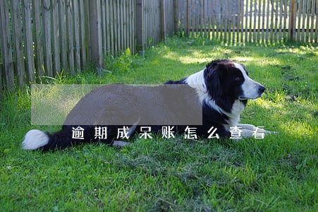 逾期成呆账怎么查看 逾期成呆账怎么查看