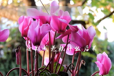 逾期成老赖什么后果 逾期成老赖什么后果