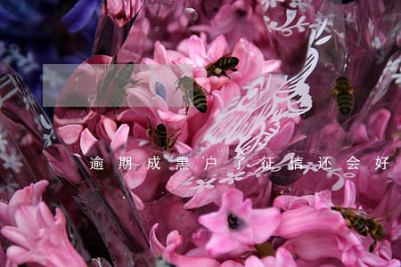 逾期成黑户了征信还会好吗