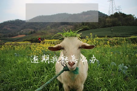 逾期我能怎么办 逾期我能怎么办
