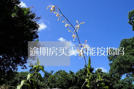 逾期房买卖不能按揭吗