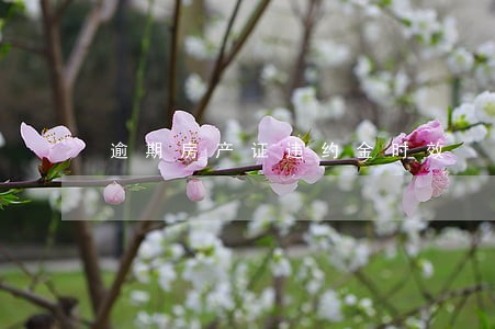 逾期房产证违约金时效