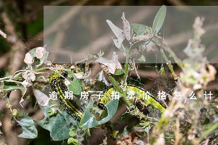 逾期房子拍卖价格怎么计算 逾期房子拍卖价格怎么计算