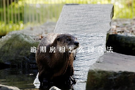逾期房租怎么罚合法 逾期房租怎么罚合法