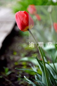逾期房租滞纳金怎么算公式 逾期房租滞纳金怎么算公式